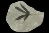 Fossil Leaf (Sterculia) - Green River Formation, Colorado #130270-1